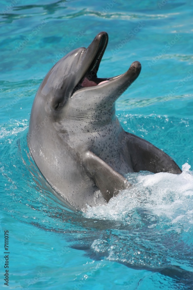 Obraz premium Smiling Dolphin portrait