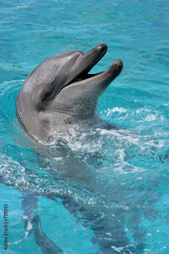 Smiling Dolphin portrait