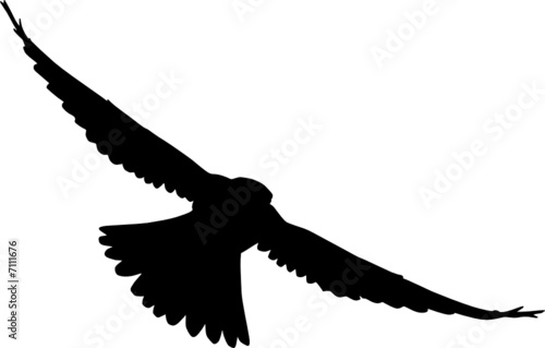 vogel