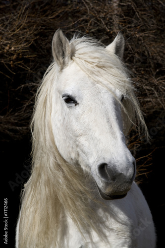 Highland Pony