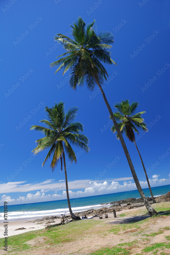 Fototapeta premium 3 cocotiers resenge