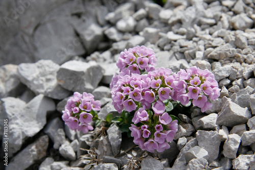 Mazzetto rosa tra le rocce delle dolomiti #7113045