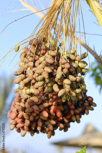 Sweet african dates photo