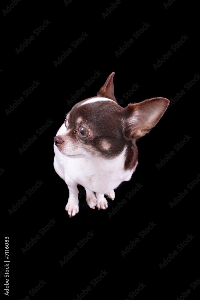 Obraz premium chihuahua