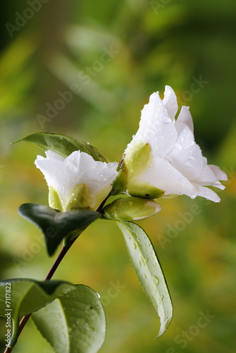 фотографія white camelia after rain