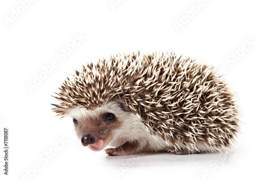 Fotografie, Tablou hedgehog