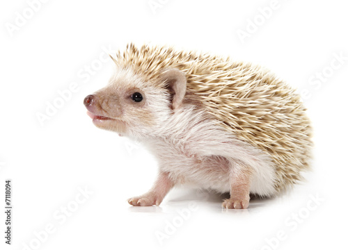 hedgehog © Lana Langlois