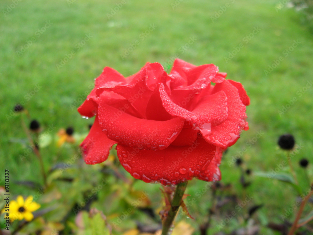 Obraz premium Wet red rose