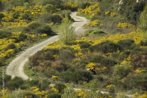 Garrigue au printemps