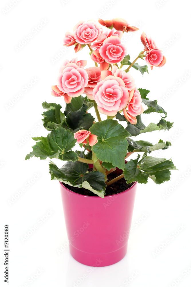 begonia elatior begonia elatior