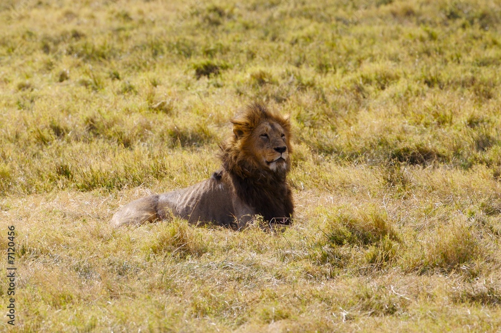 Fototapeta premium African Lions