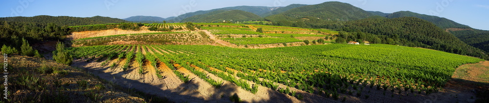 Paysage panoramique de vignes en Provence