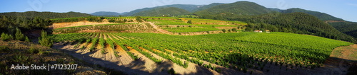 Paysage panoramique de vignes en Provence