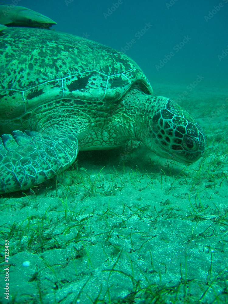 Obraz premium Turtle 02