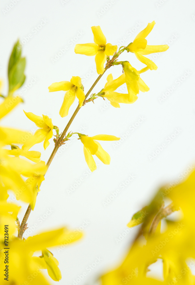Obraz premium forsythias