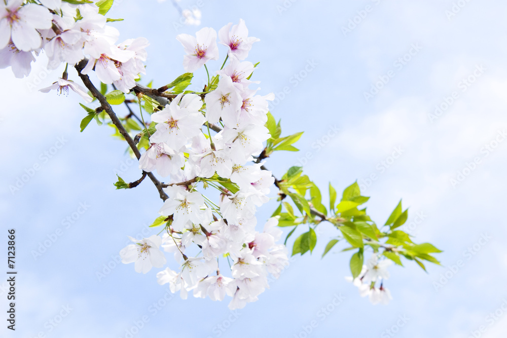 Naklejka premium Blossoming cherry in spring