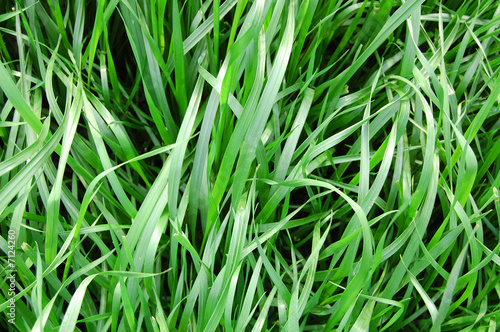 fresh grass leaves