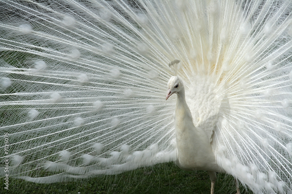 Fototapeta premium Beautiful white peacock