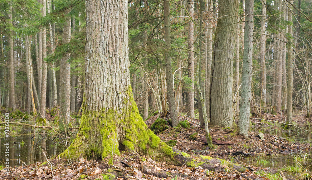 Fototapeta premium Spring landscape of old forest and water