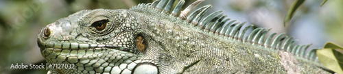 Iguane pano