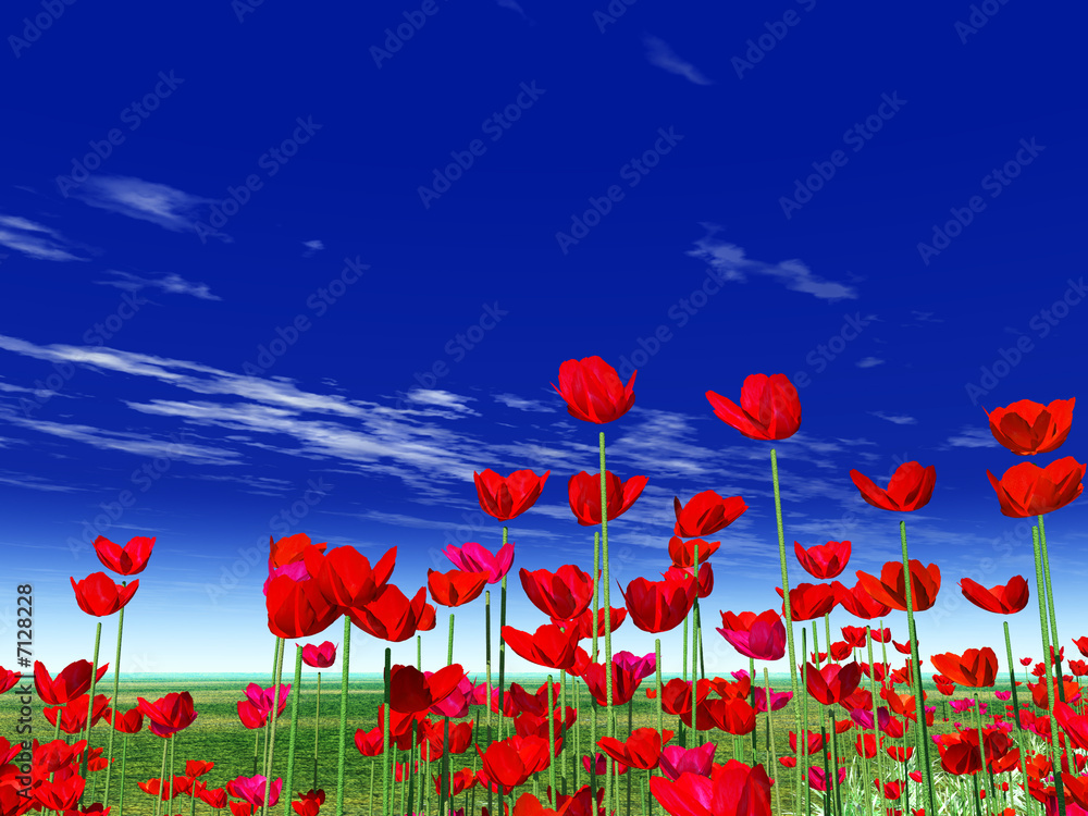 Obraz premium Summer flowers. Poppies