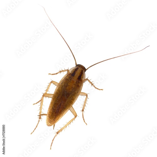 unning cockroach isolated on white