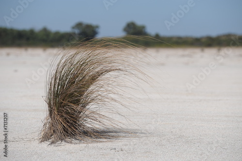 Grass on Saltlake
