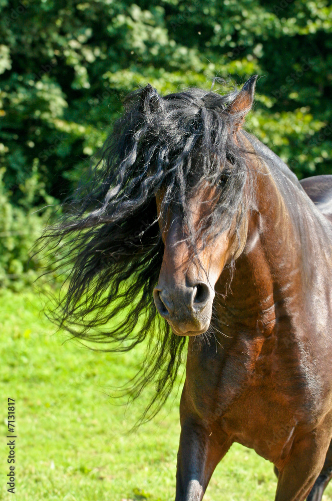 Naklejka premium Pferde - Wilder Hengst
