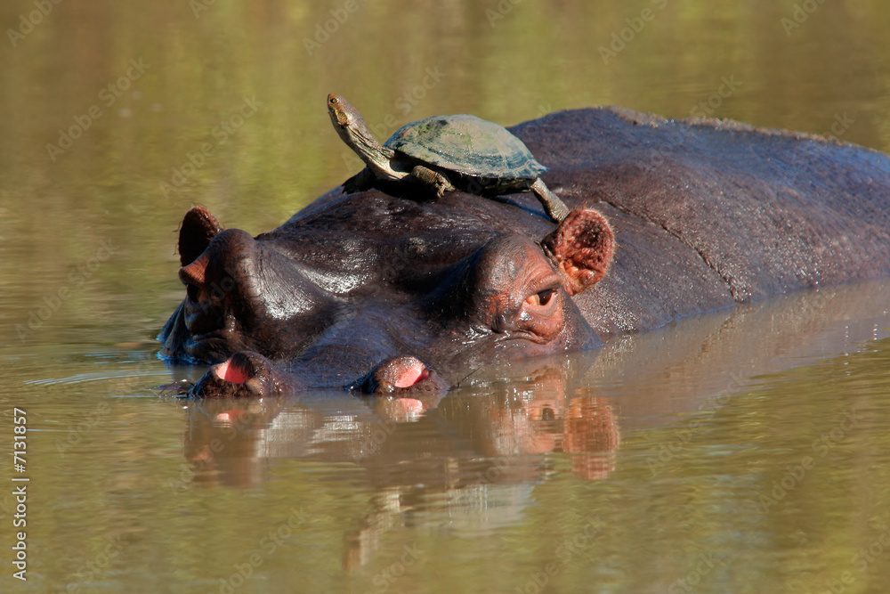 Fototapeta premium Hippopotamus and terrapin