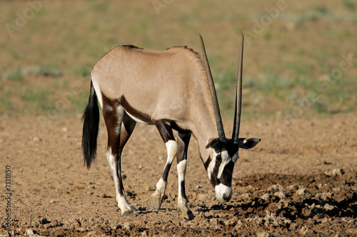 Gemsbok antelope, Kalahari desert