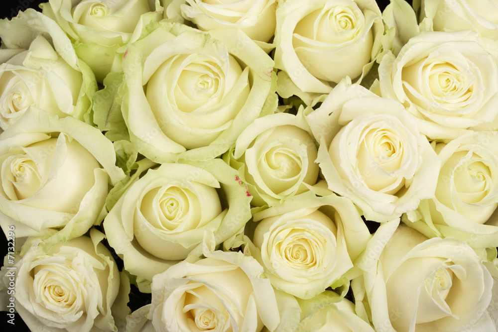 white roses