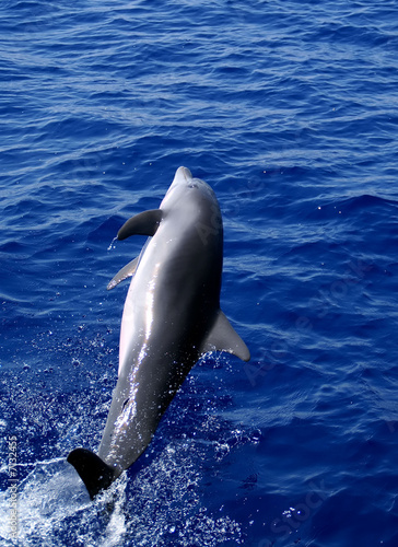 dolphin jump out of the water in sea