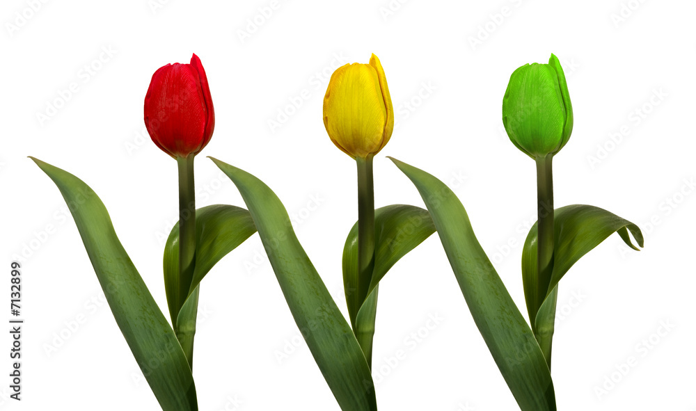 Obraz premium 3 color tulips