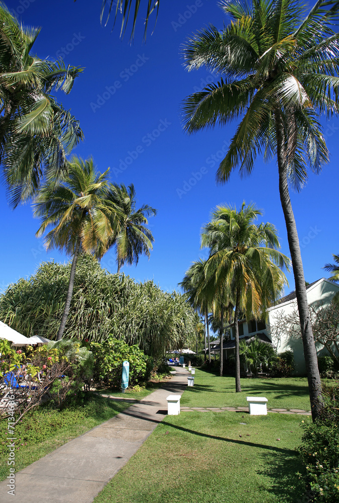 Fototapeta premium palm trees