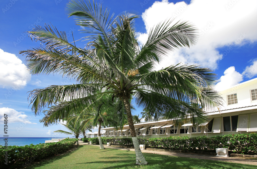 Fototapeta premium palm tree on terrace
