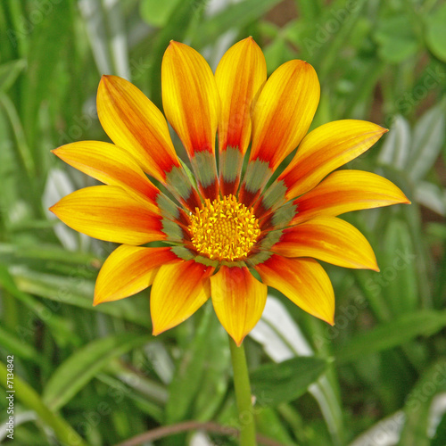 gazania orange