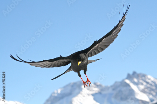 Fliegende Alpendohle photo