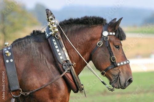 Pferde - Kaltblutpferd
