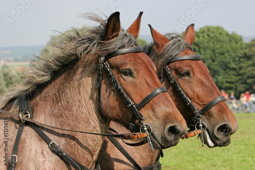 Pferde . Kutschpferd © Sven Cramer