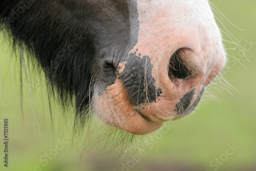 Pferd - Maul, Nüstern