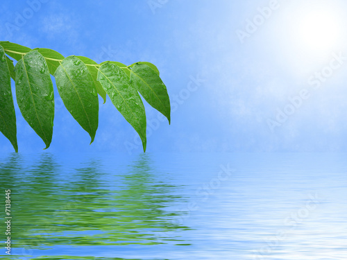 green leaves with raindrops, reflection in water