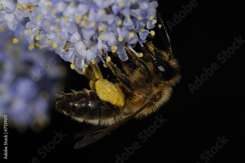 L'abeille ...