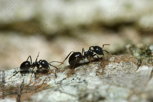 Cordée de fourmi © Arnaud Fau