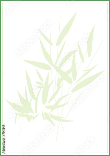 bambou carte
