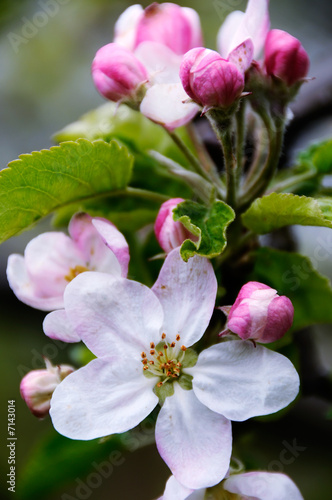 Apple blossoms in early spring