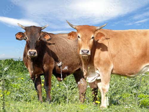 Cattle on pasture