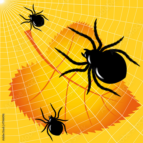 Spiders