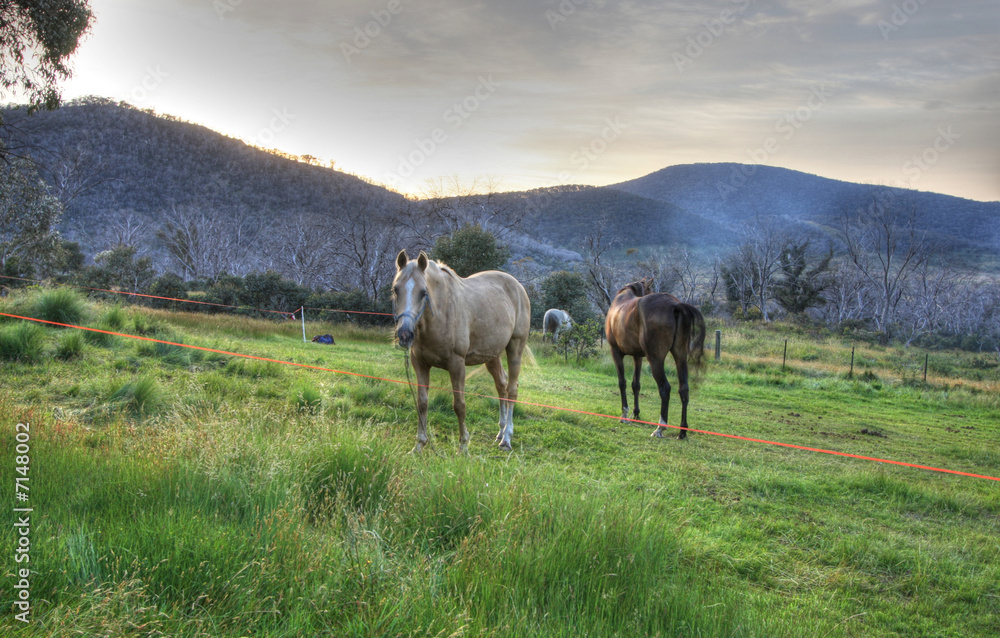 Fototapeta premium Australian Horses