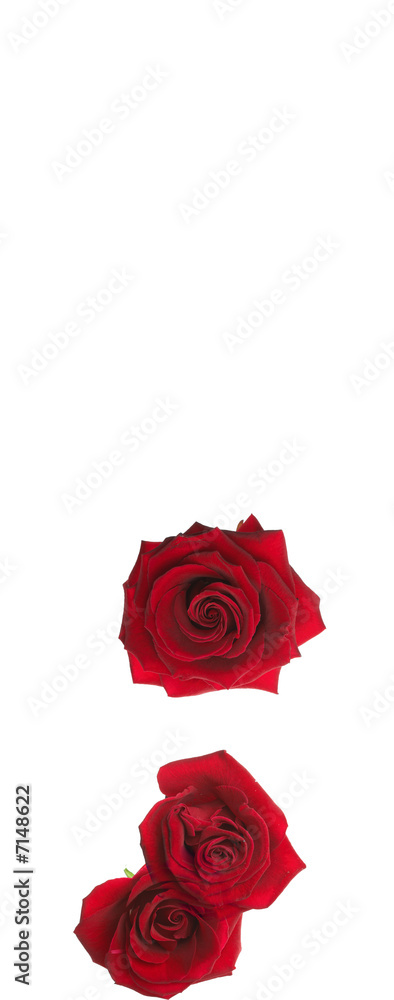 Alphabet series roses semicolon Alphabet series roses semicolon