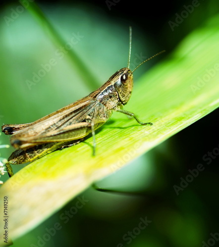 Grasshopper © Galyna Andrushko
